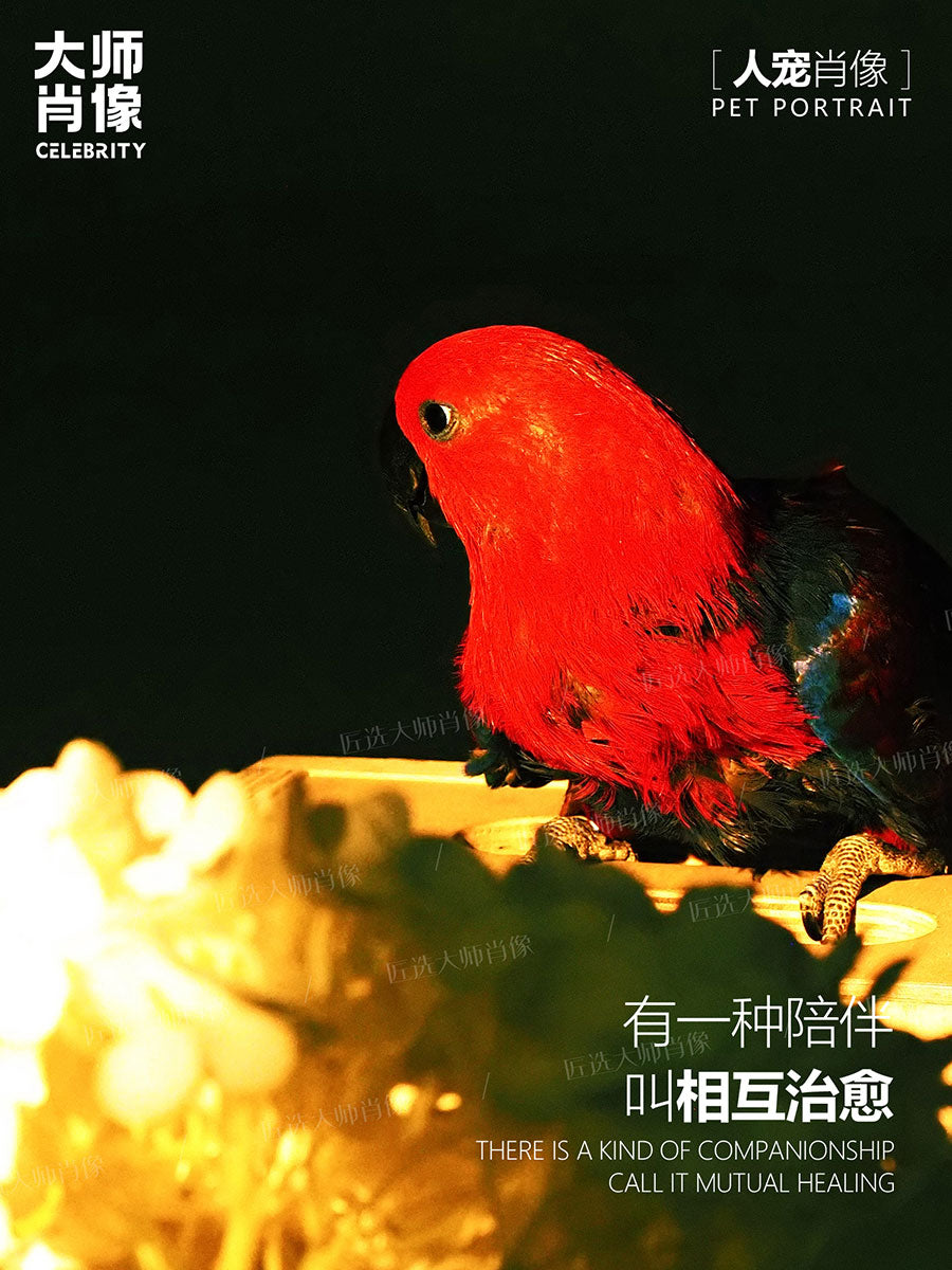 People And Pet Portraits - 11