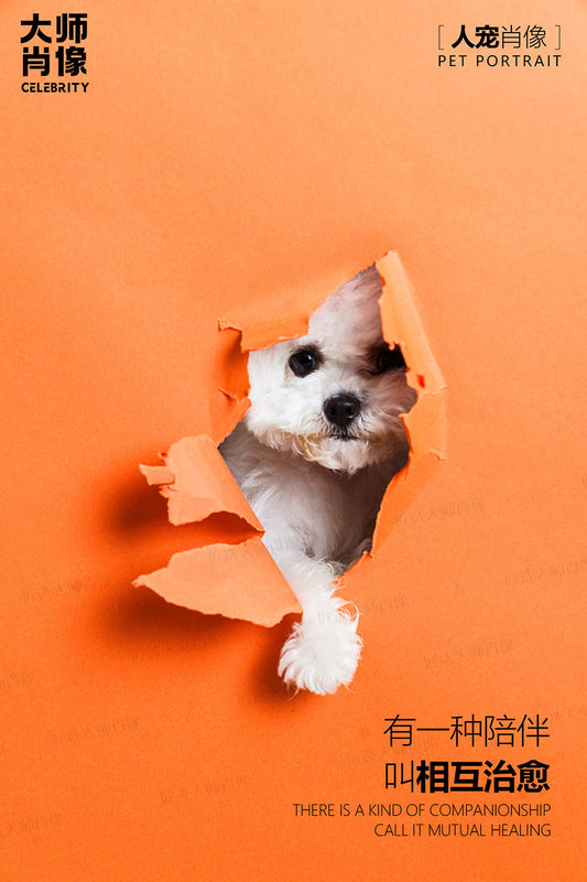 People And Pet Portraits - 08