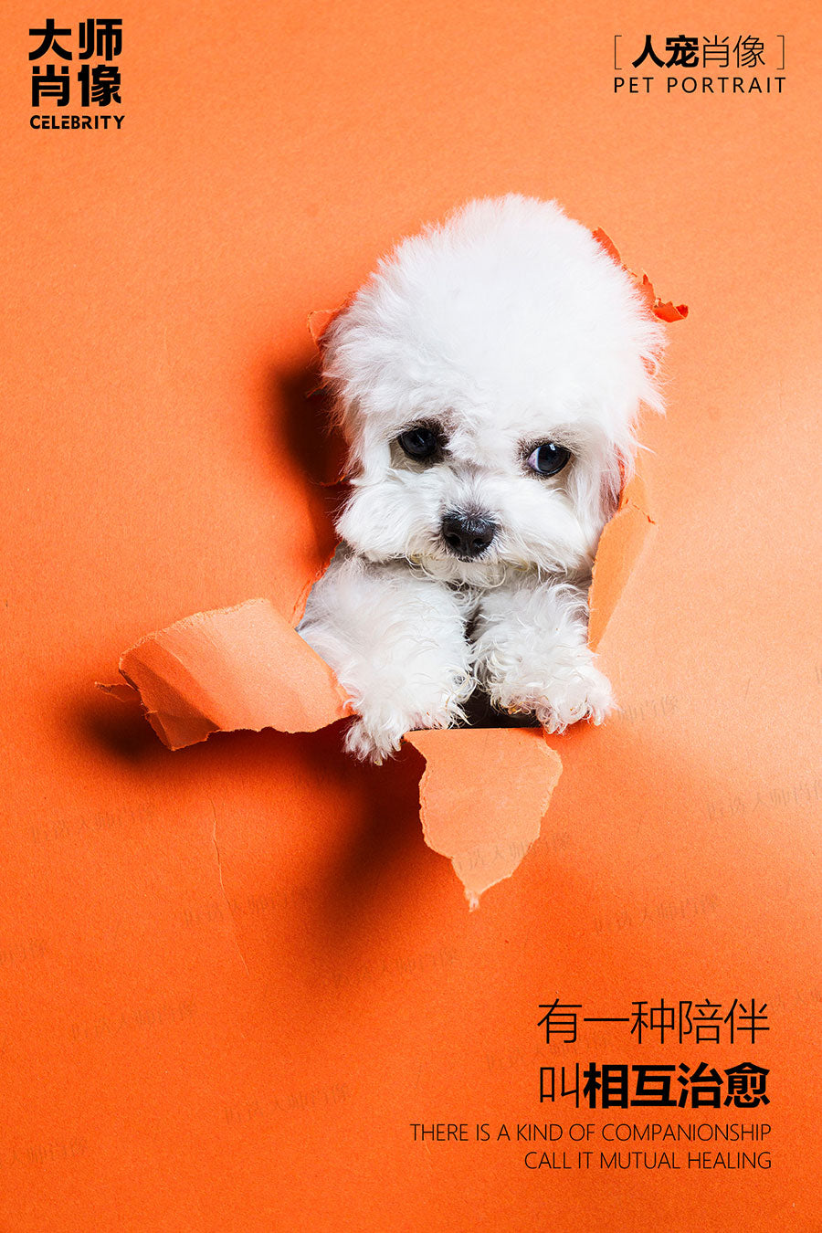 People And Pet Portraits - 08