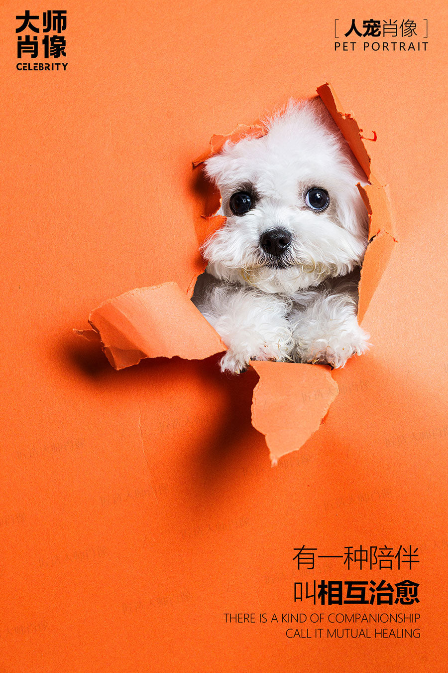 People And Pet Portraits - 08