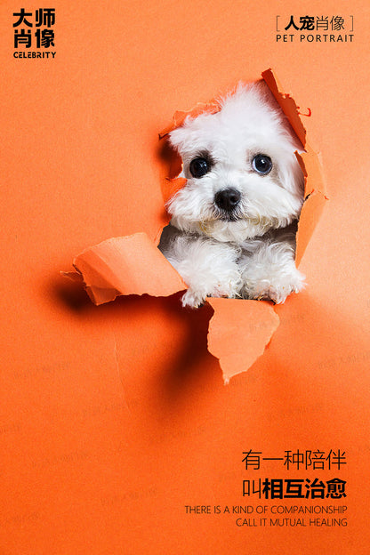 People And Pet Portraits - 08